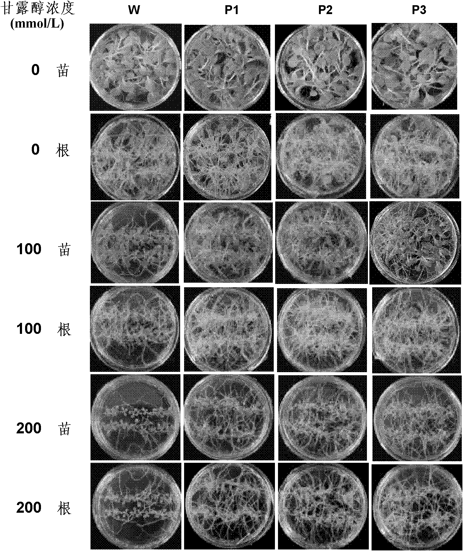 Method for culturing anti-stress transgenic plants by using gene CYP710A11