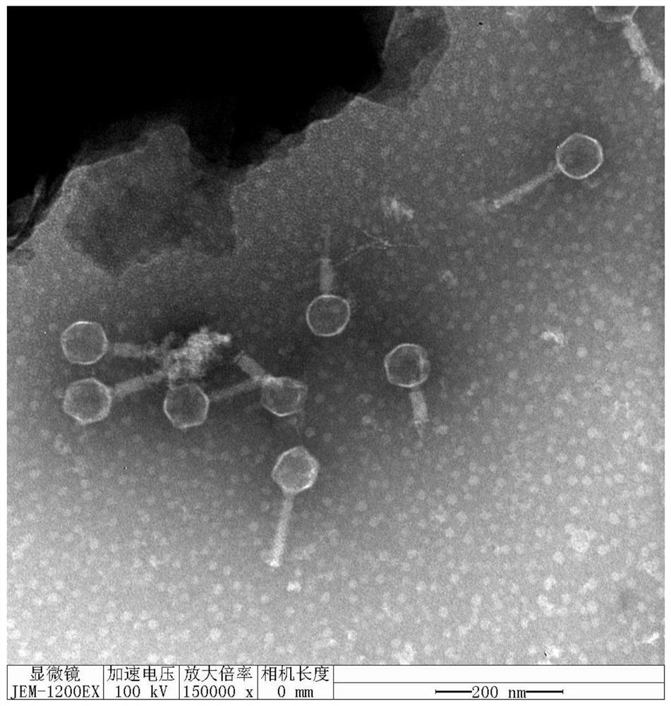 Salmonella bacteriophage RDP-NSA-19050 with wide lysis spectrum and application thereof