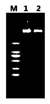 Method for rapidly accurately discriminating crassostrea rivularis and crassostrea gigas