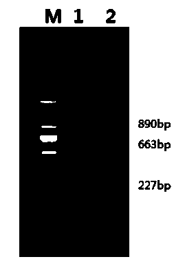 Method for rapidly accurately discriminating crassostrea rivularis and crassostrea gigas