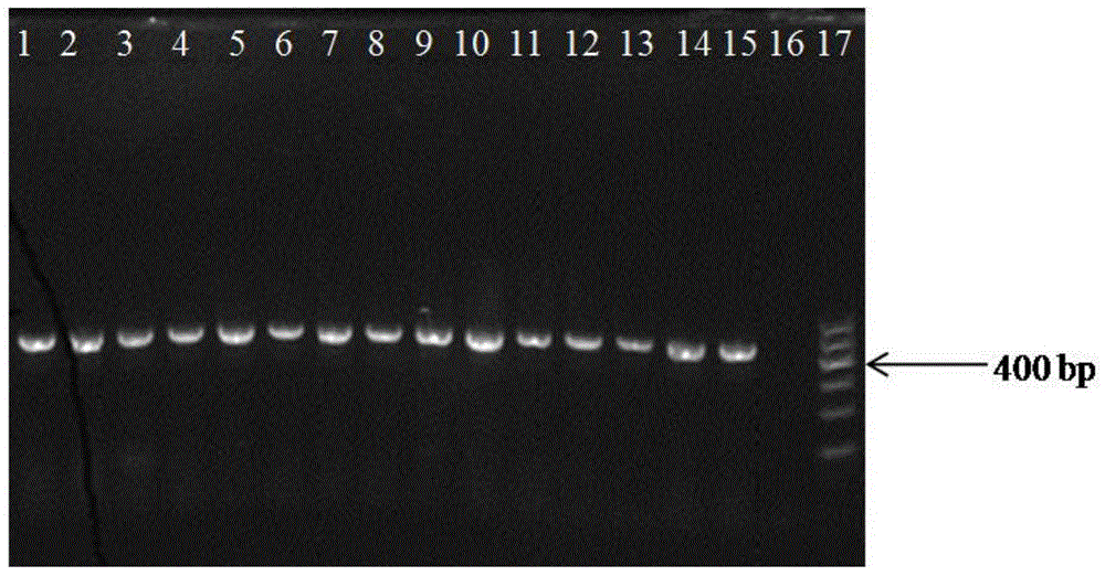 A kind of method for detecting Lactobacillus casei bacterial strain and its kit and primer pair