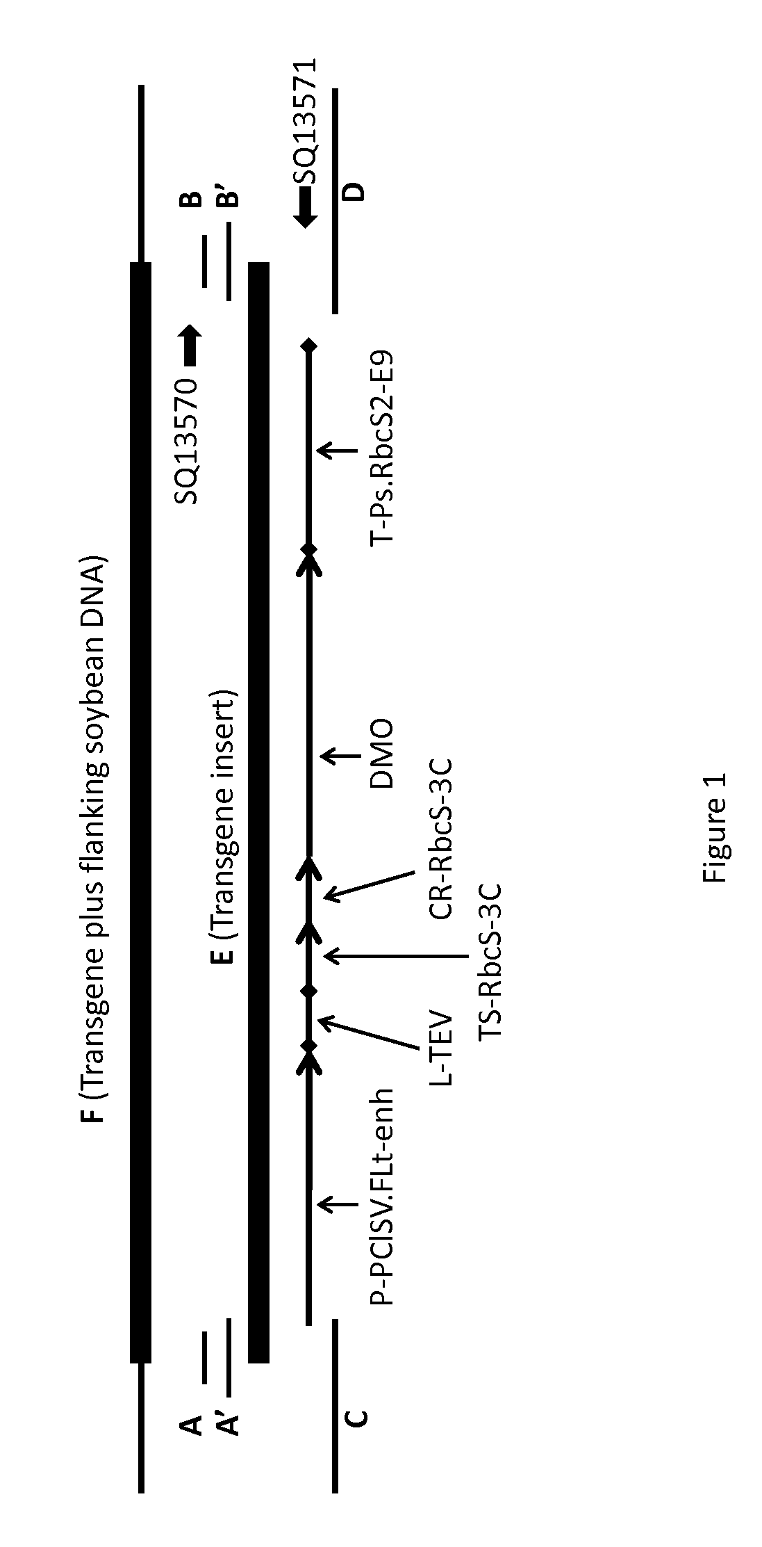 Soybean transgenic event mon 87708 and methods of use thereof