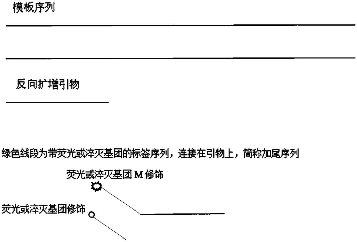 FRET (fluorescence resonance energy transfer)-based PCR (polymerase chain reaction) homogeneous phase detection system and application thereof