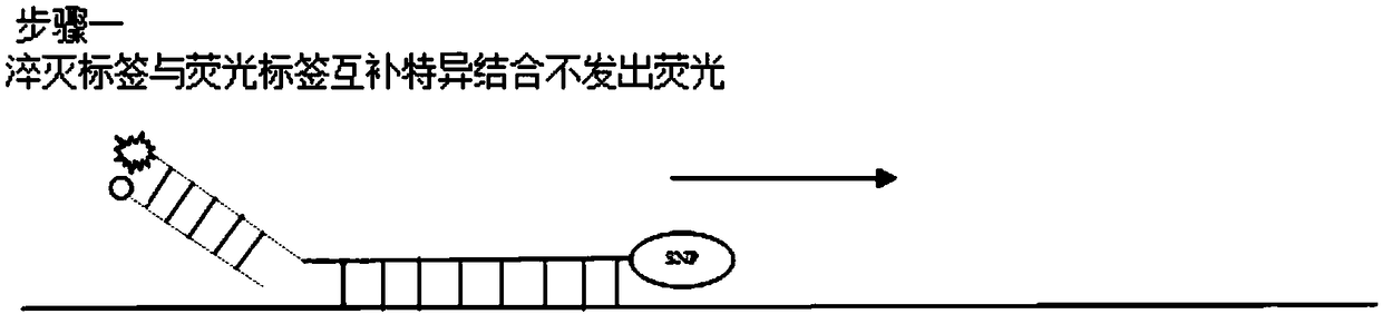 FRET (fluorescence resonance energy transfer)-based PCR (polymerase chain reaction) homogeneous phase detection system and application thereof