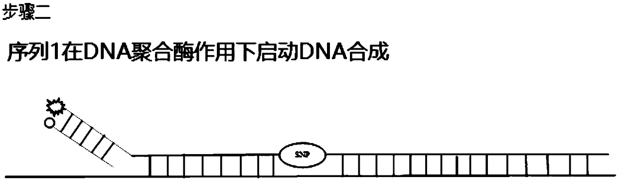 FRET (fluorescence resonance energy transfer)-based PCR (polymerase chain reaction) homogeneous phase detection system and application thereof