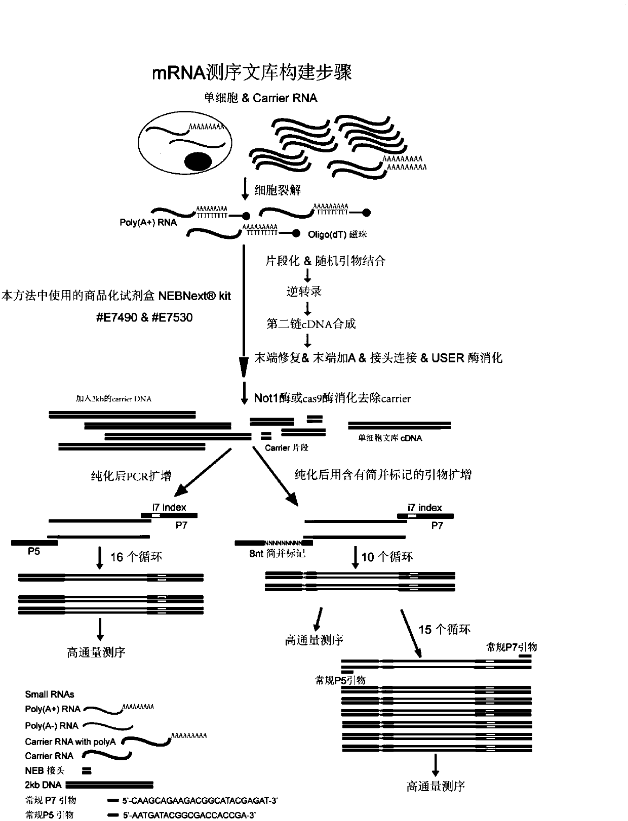 Construction method of single cell RNA sequencing library