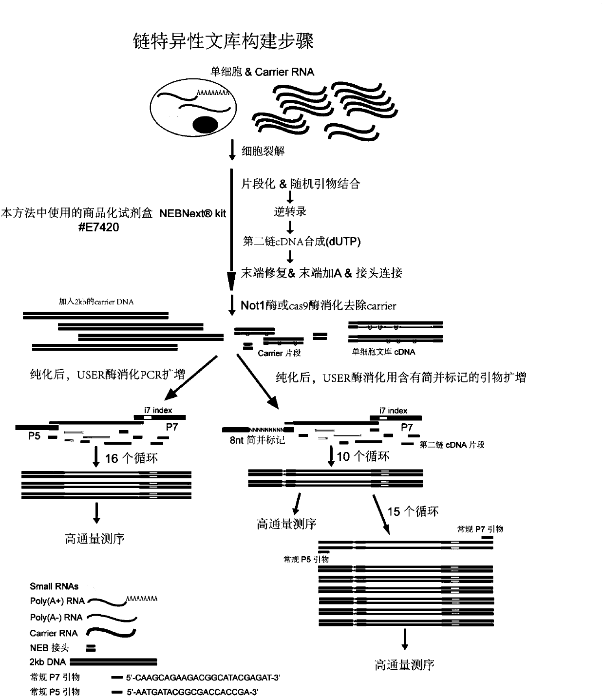 Construction method of single cell RNA sequencing library