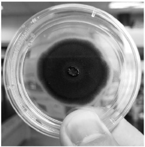 Low-temperature straw degradation fungus JGDW-1, microbial agent thereof and application of fungus