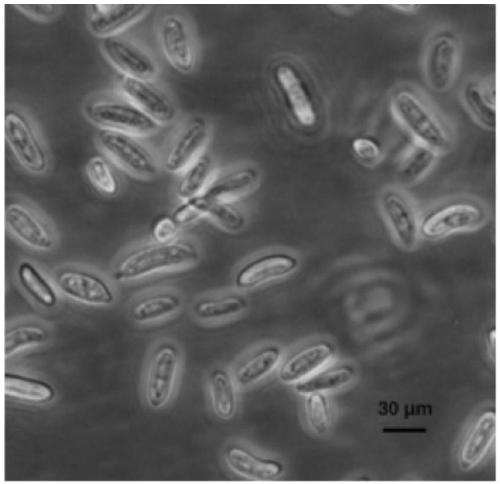 Low-temperature straw degradation fungus JGDW-1, microbial agent thereof and application of fungus