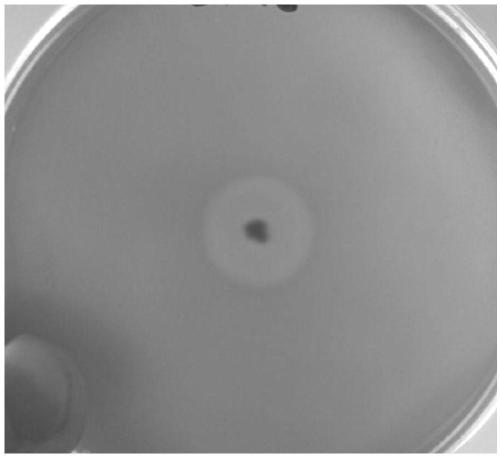 Low-temperature straw degradation fungus JGDW-1, microbial agent thereof and application of fungus