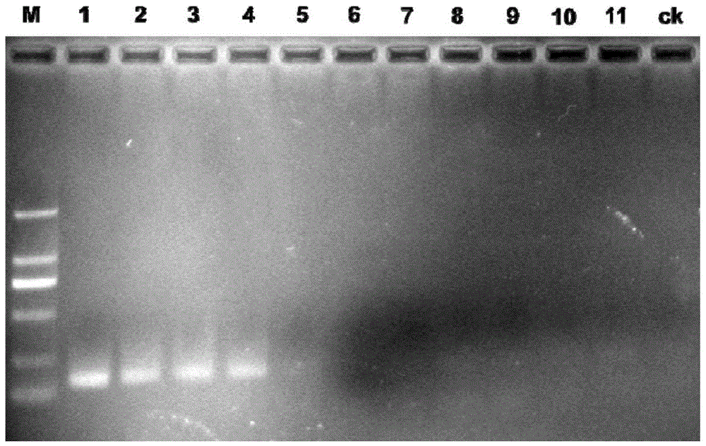 The pcr detection primers of spruce dwarf mistletoe and its application and pcr detection method