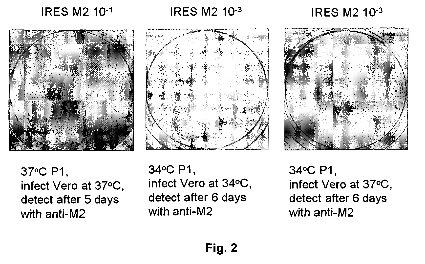 Recombinant Bicistronic Flavivirus Vectors