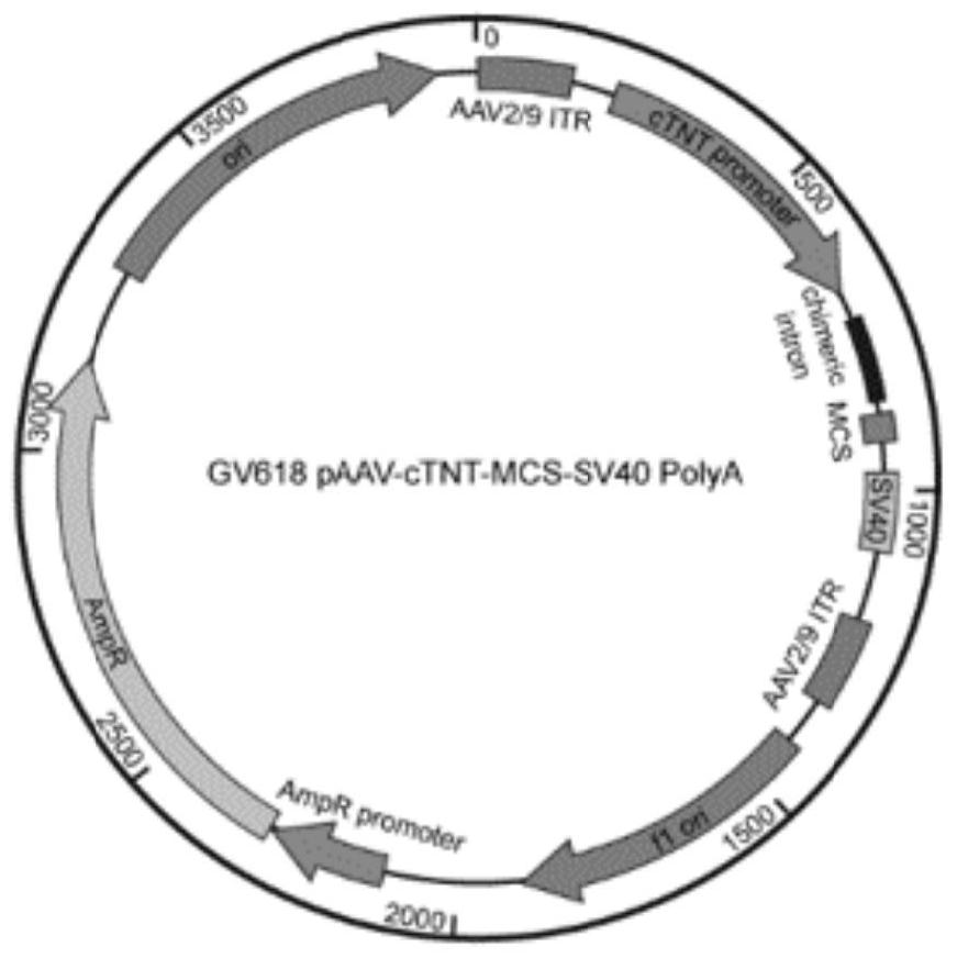 Application of Nnufs1 gene in treatment of heart failure after myocardial infarction and related product