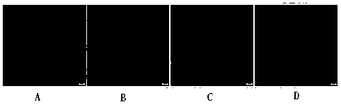 A kind of method that utilizes serum-free medium to produce pedv inactivated vaccine