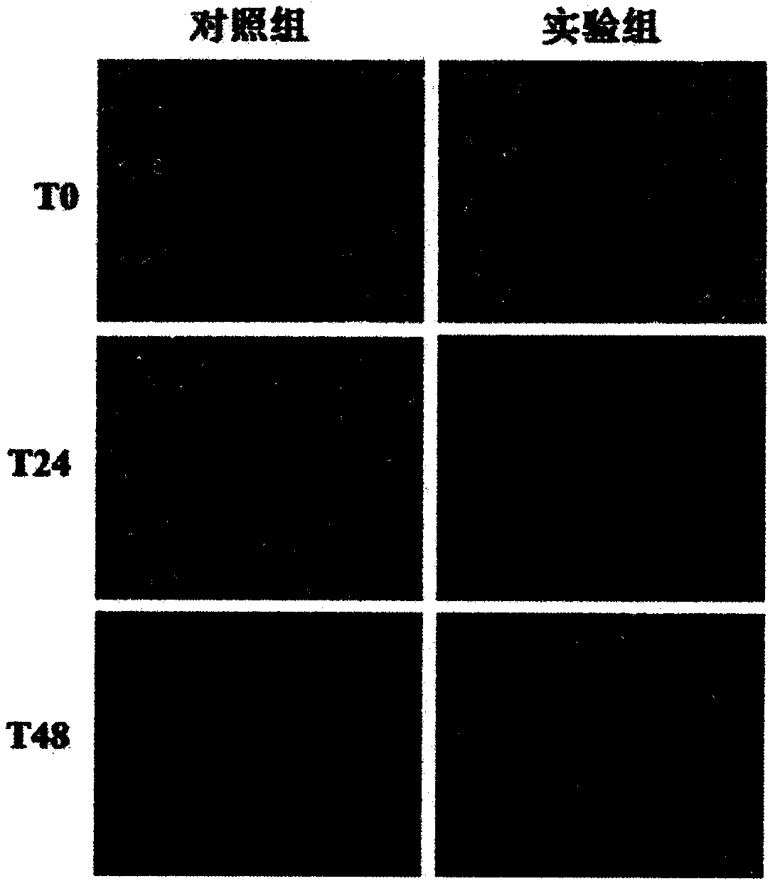 Sargassum fusiforme polypeptide with wound healing promoting effect and application thereof