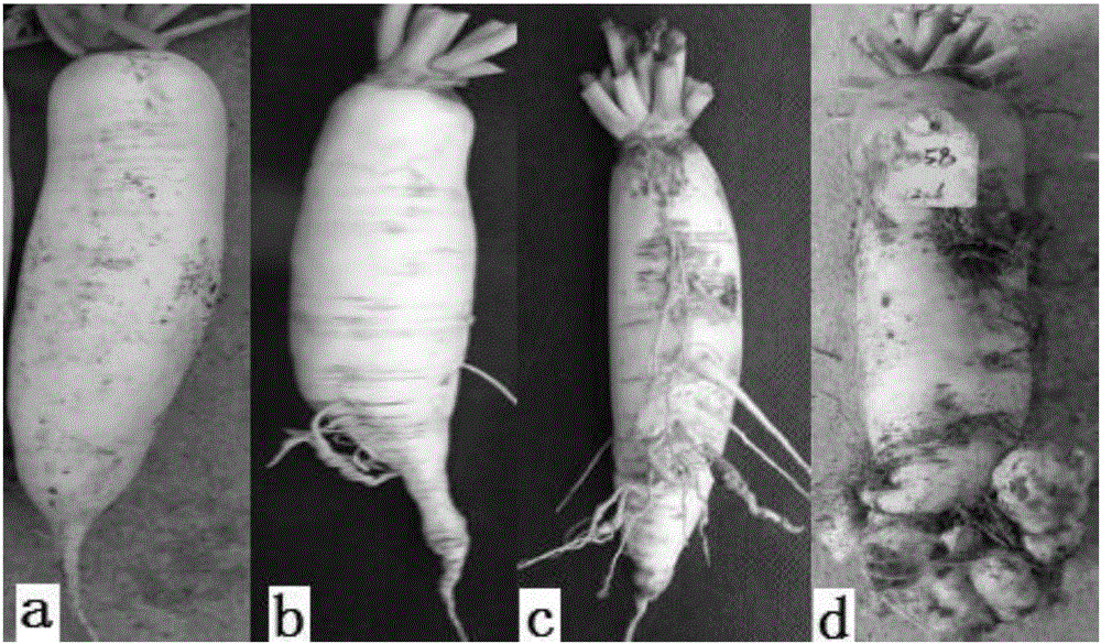 Identification method for clubroot disease resistance of high mountain radishes in field
