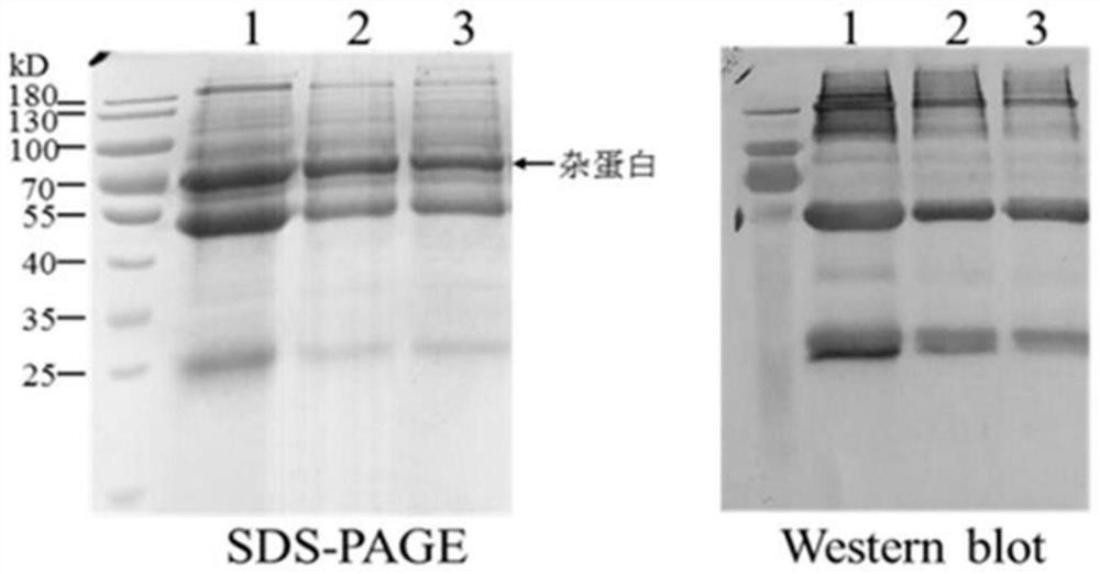 A kind of anti-ca125 nanobody 5d2 and its application
