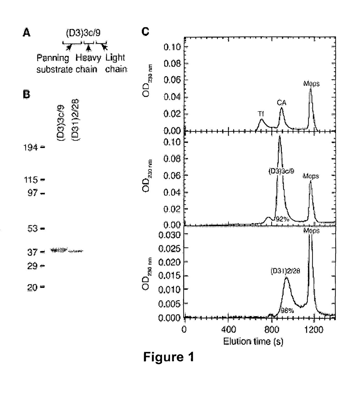 Drug delivery to human tissues by single chain variable region antibody fragments cloned by phage display