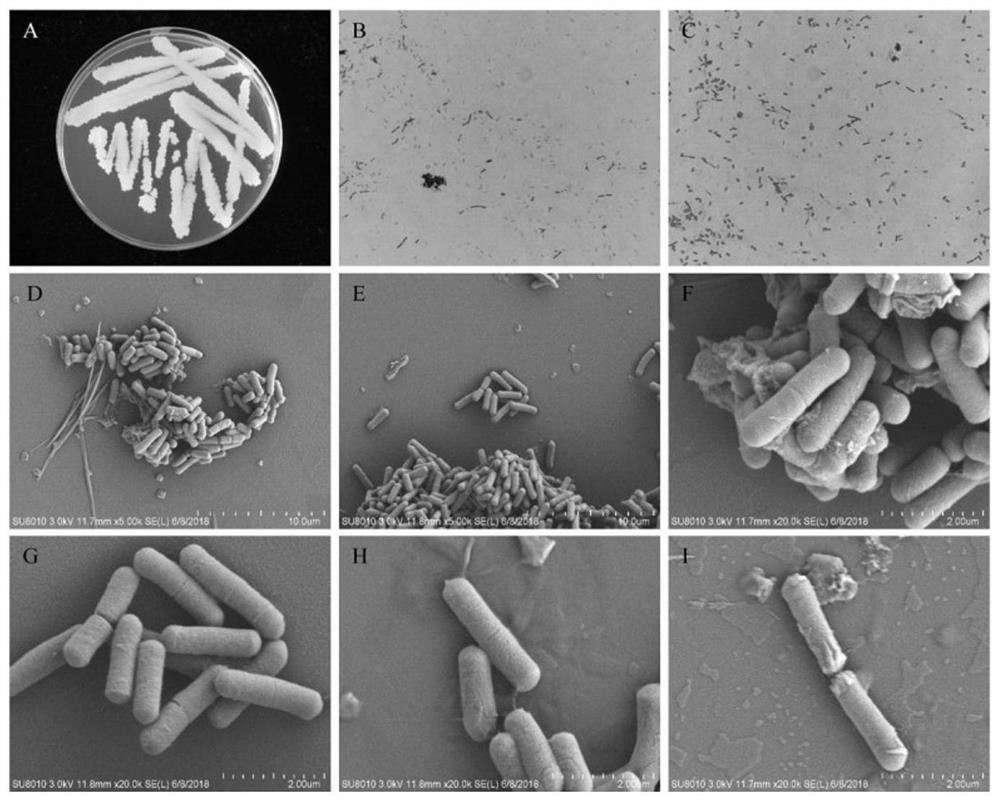 Bacillus licheniformis XNRB-3 and application thereof