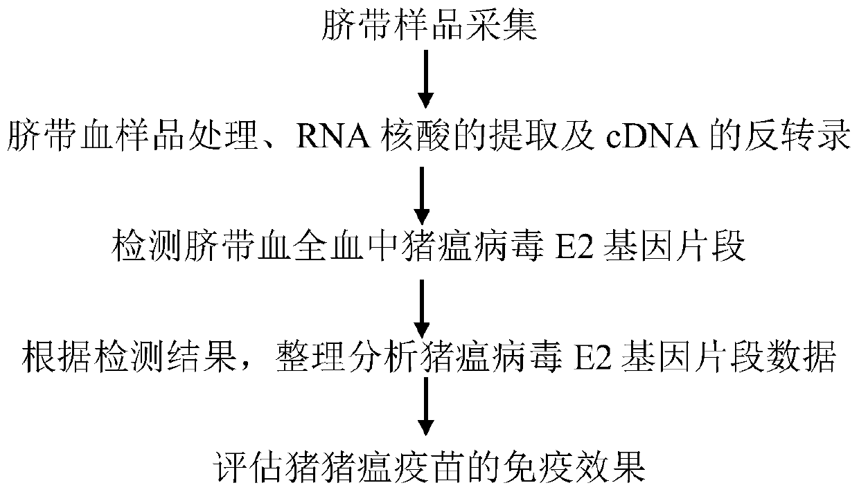 A primer set for diagnosing swine umbilical cord blood swine fever virus wild strain, a kit containing the primer set and its application