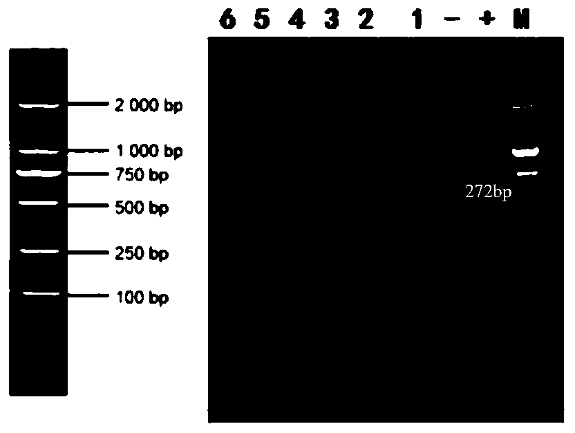 A primer set for diagnosing swine umbilical cord blood swine fever virus wild strain, a kit containing the primer set and its application