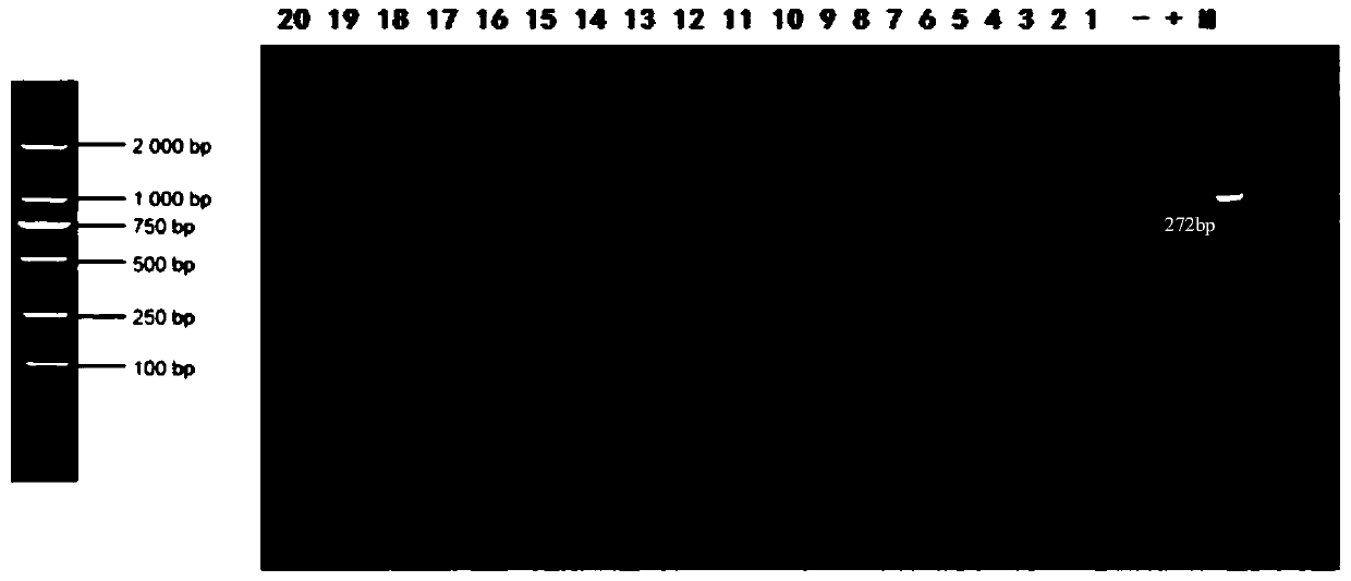 A primer set for diagnosing swine umbilical cord blood swine fever virus wild strain, a kit containing the primer set and its application