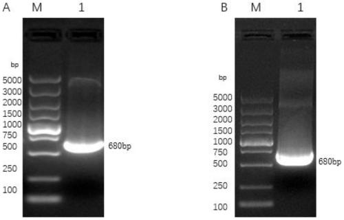 Recombinant rhabditiform plasmid and application thereof to expression of PCV3 Cap protein and vaccine