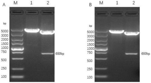 Recombinant rhabditiform plasmid and application thereof to expression of PCV3 Cap protein and vaccine