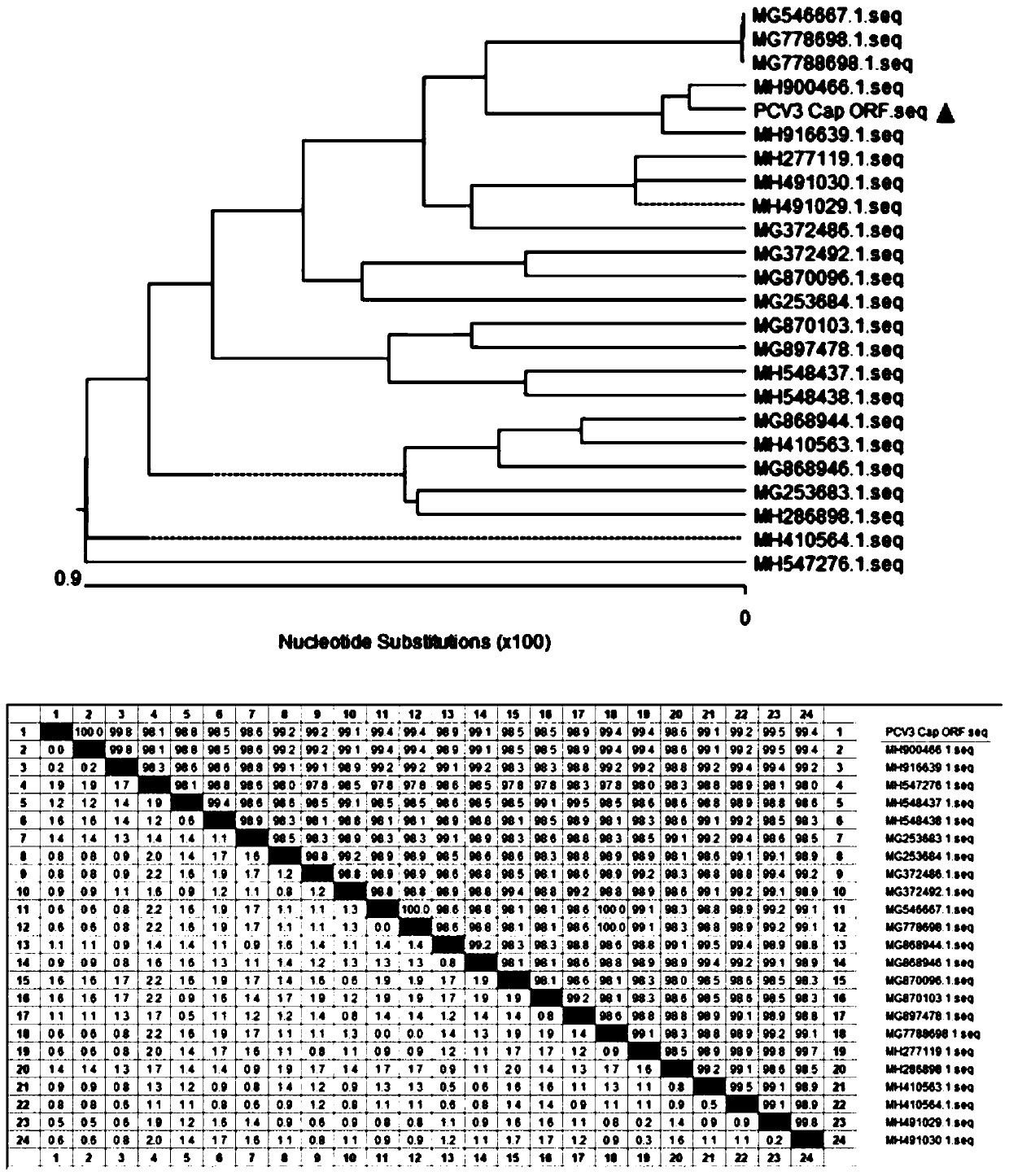 Recombinant rhabditiform plasmid and application thereof to expression of PCV3 Cap protein and vaccine