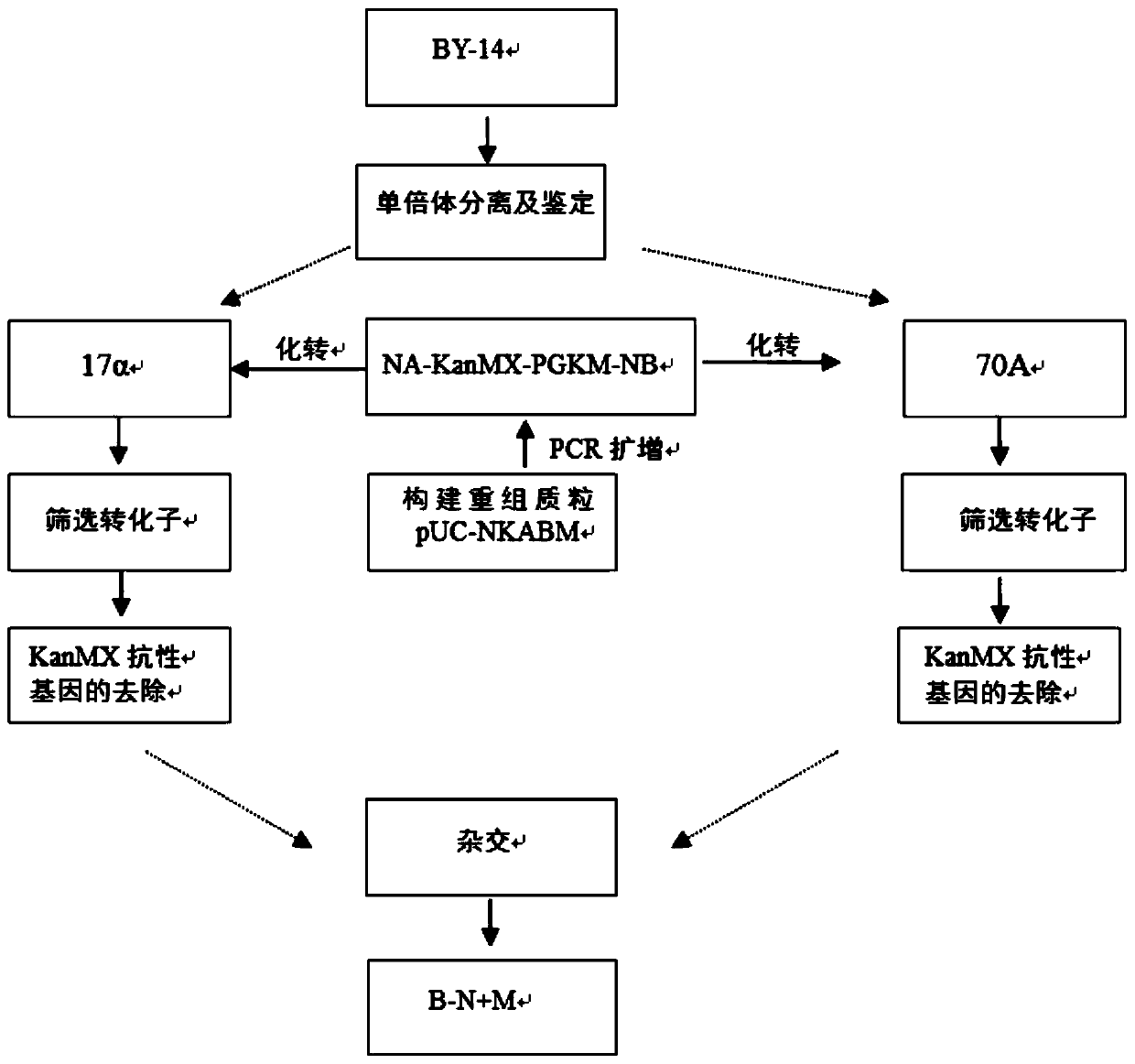 Baker yeast B-n+M and preparation method and primer group thereof and application of preparation method and primer group to fermented unsweetened frozen dough