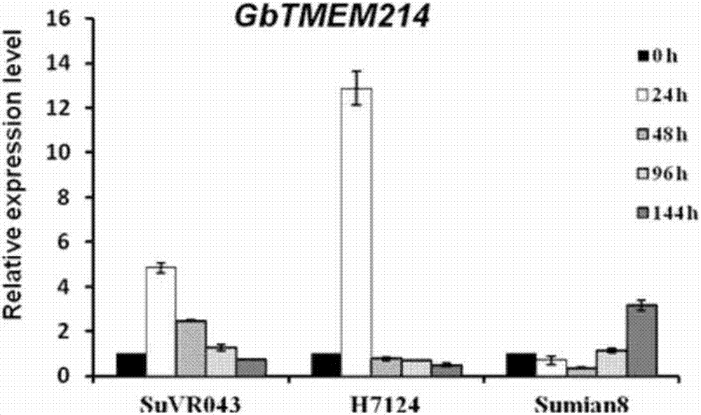 Gossypium barbadense transmembrane protein gene, primers, and application of Gossypium barbadense transmembrane protein gene