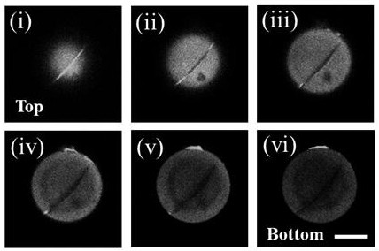 Preparation method and application of photo-thermal driven drug release hydrogel microspheres