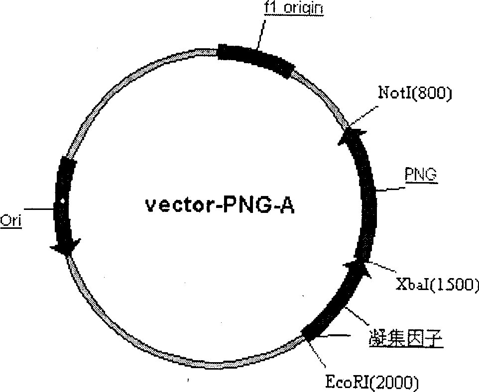 Process for producing gene engineering immobilized enzyme N-glycoamidase