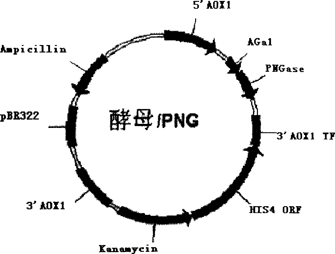 Process for producing gene engineering immobilized enzyme N-glycoamidase