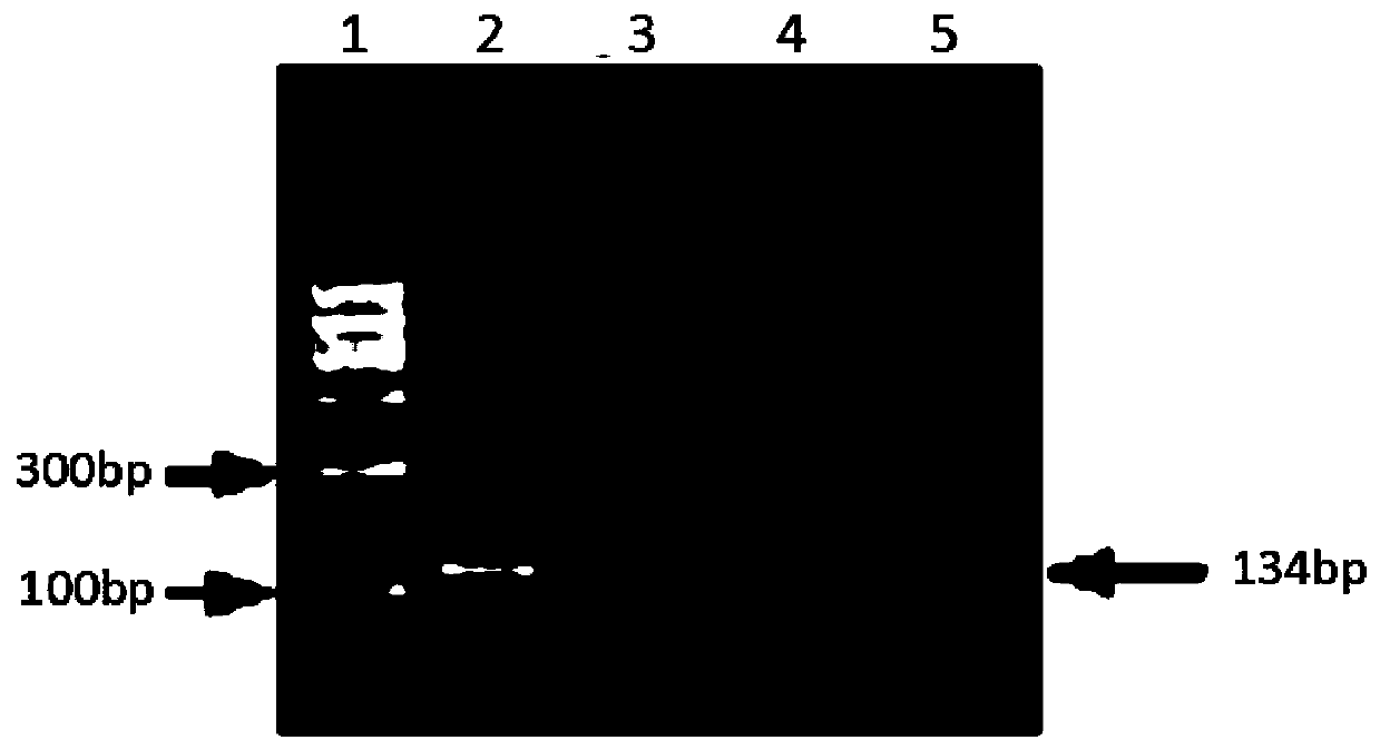 RCA method for detecting human parvovirus B19