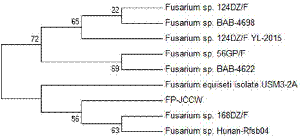 Fusarium sp. strain and application thereof