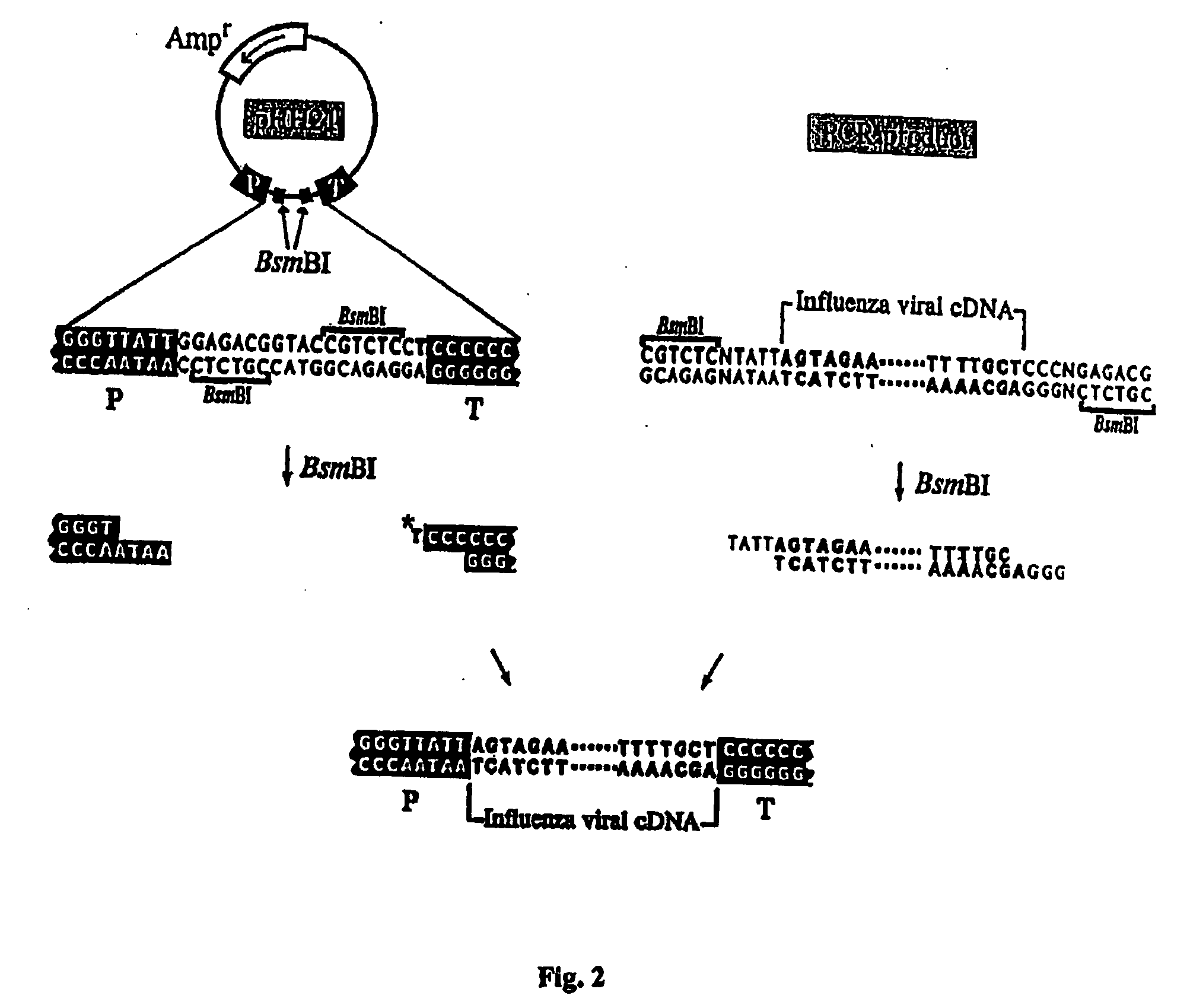 Recombinant influenza vectors with tandem transcription units