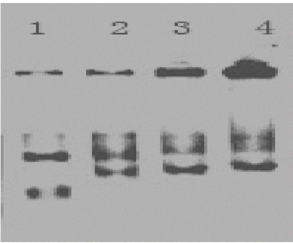 Method for improving PCR amplification sensitivity by using integrated host factor