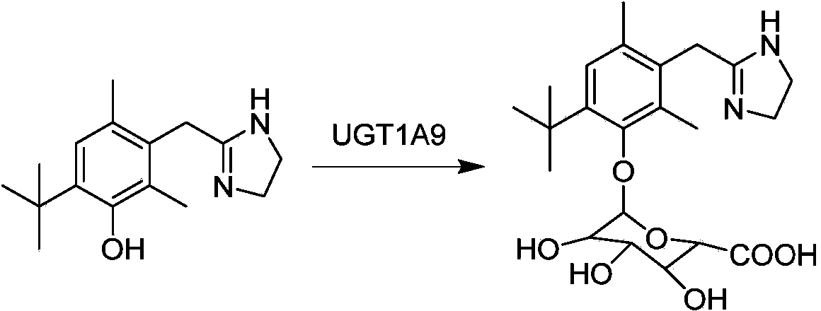 Application of oxymetazoline as special substrate for glucuronyl transferase UGT1A9