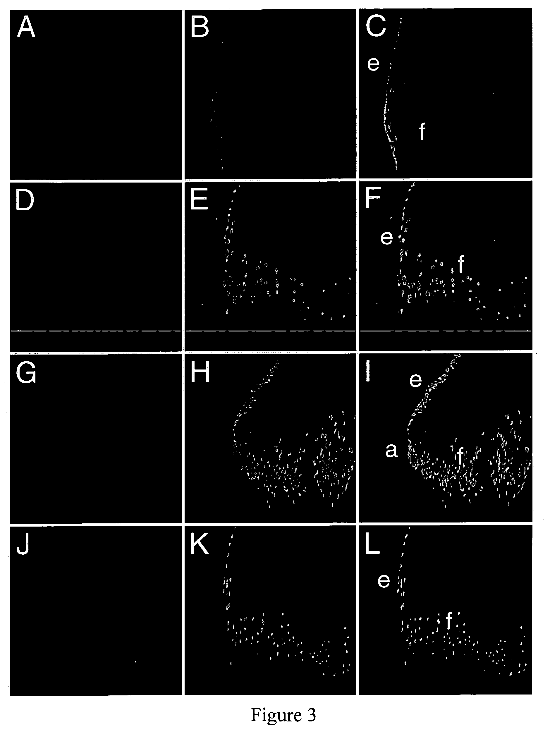 Hybridoma cell lines and monoclonal antibodies recognizing Prox1