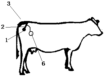 Electromagnetic device for promoting estrus of cows