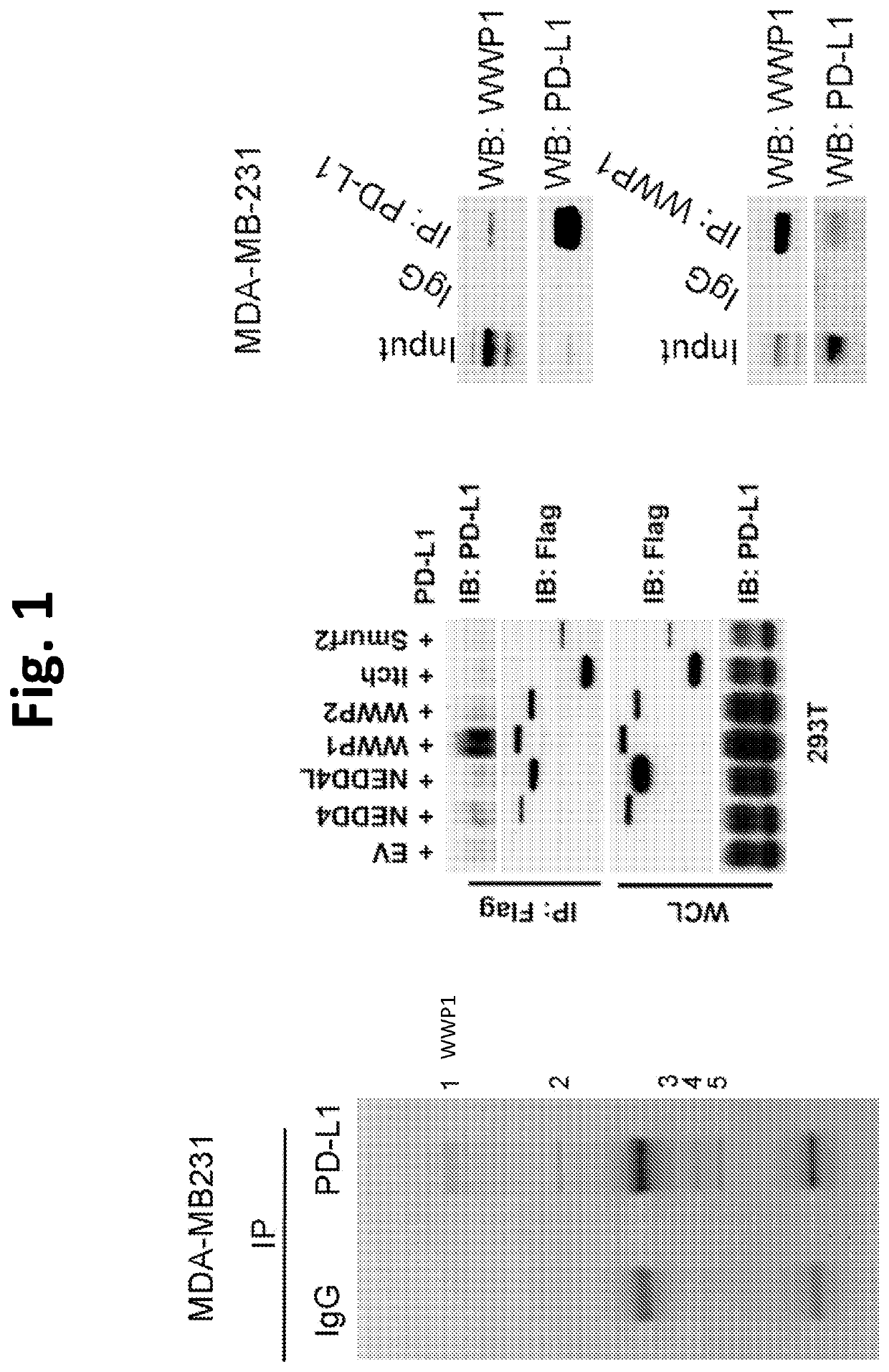 Compositions and methods for treating cancer