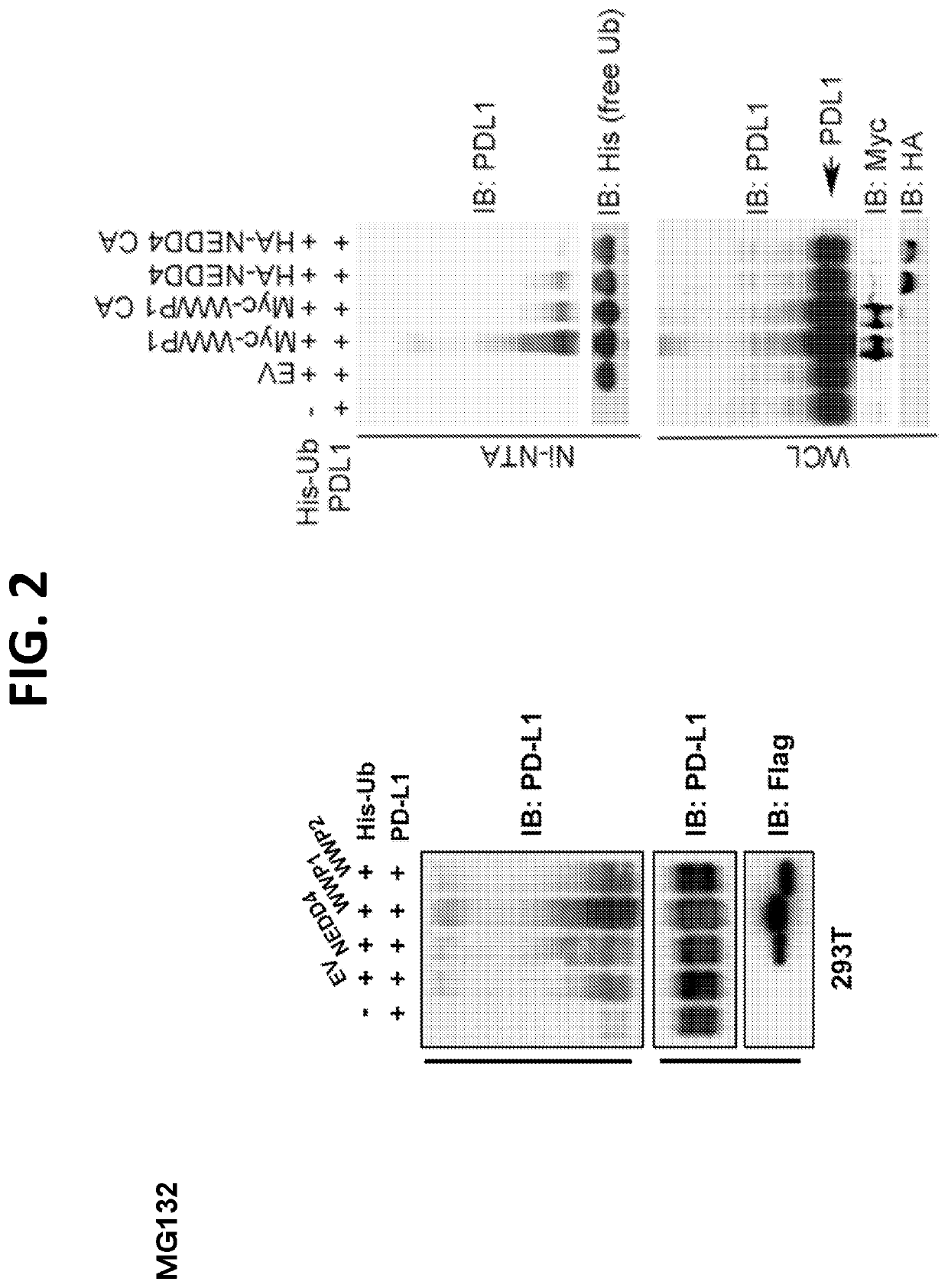 Compositions and methods for treating cancer