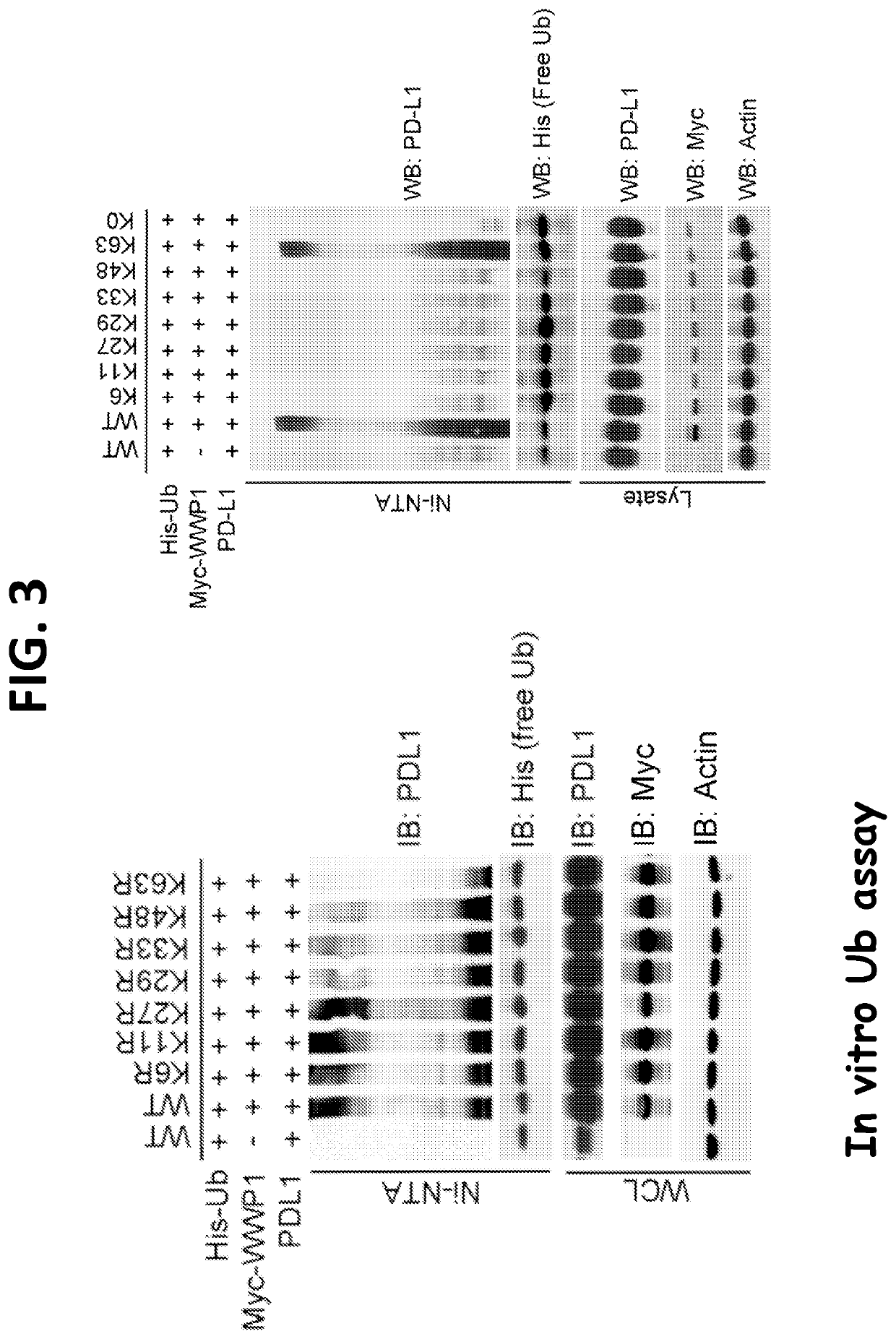 Compositions and methods for treating cancer