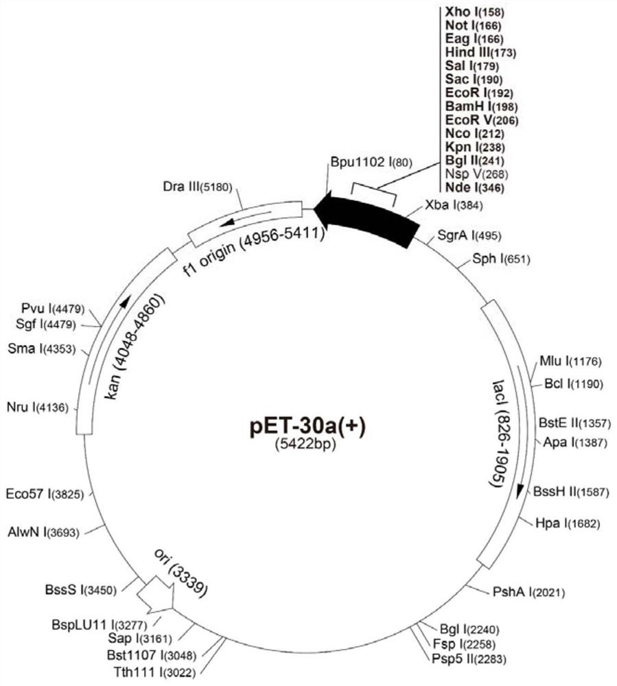 Mycoplasma bovis alcohol dehydrogenase gene and its encoded protein and application