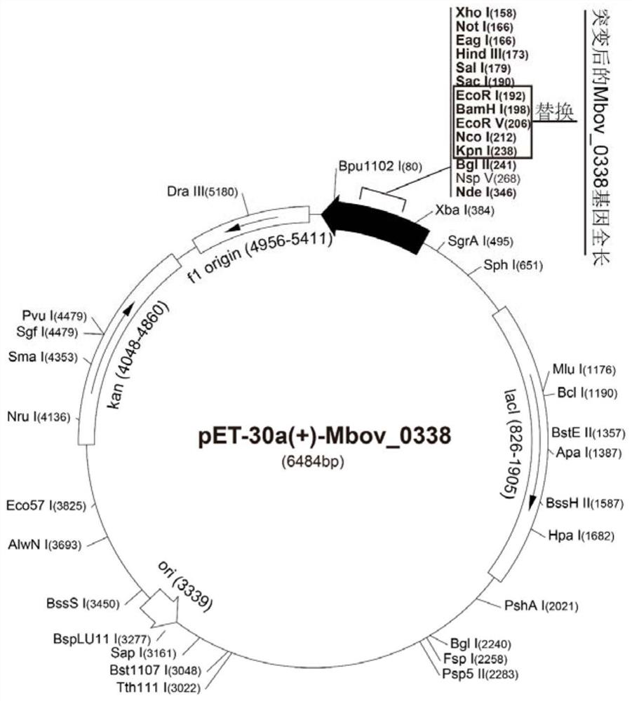 Mycoplasma bovis alcohol dehydrogenase gene and its encoded protein and application