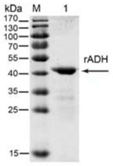 Mycoplasma bovis alcohol dehydrogenase gene and its encoded protein and application