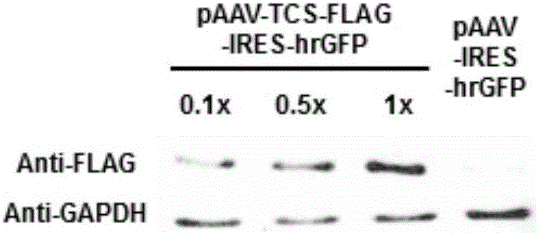 Application of codon-optimized trichosanthin gene in gene therapy