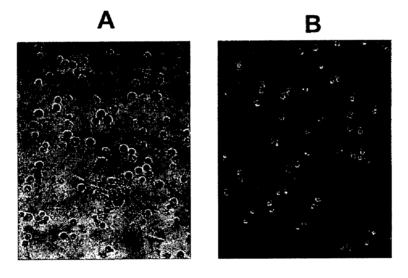 Isolation and/or identification of stem cells having adipocytic, chondrocytic and pancreatic differentiation potential