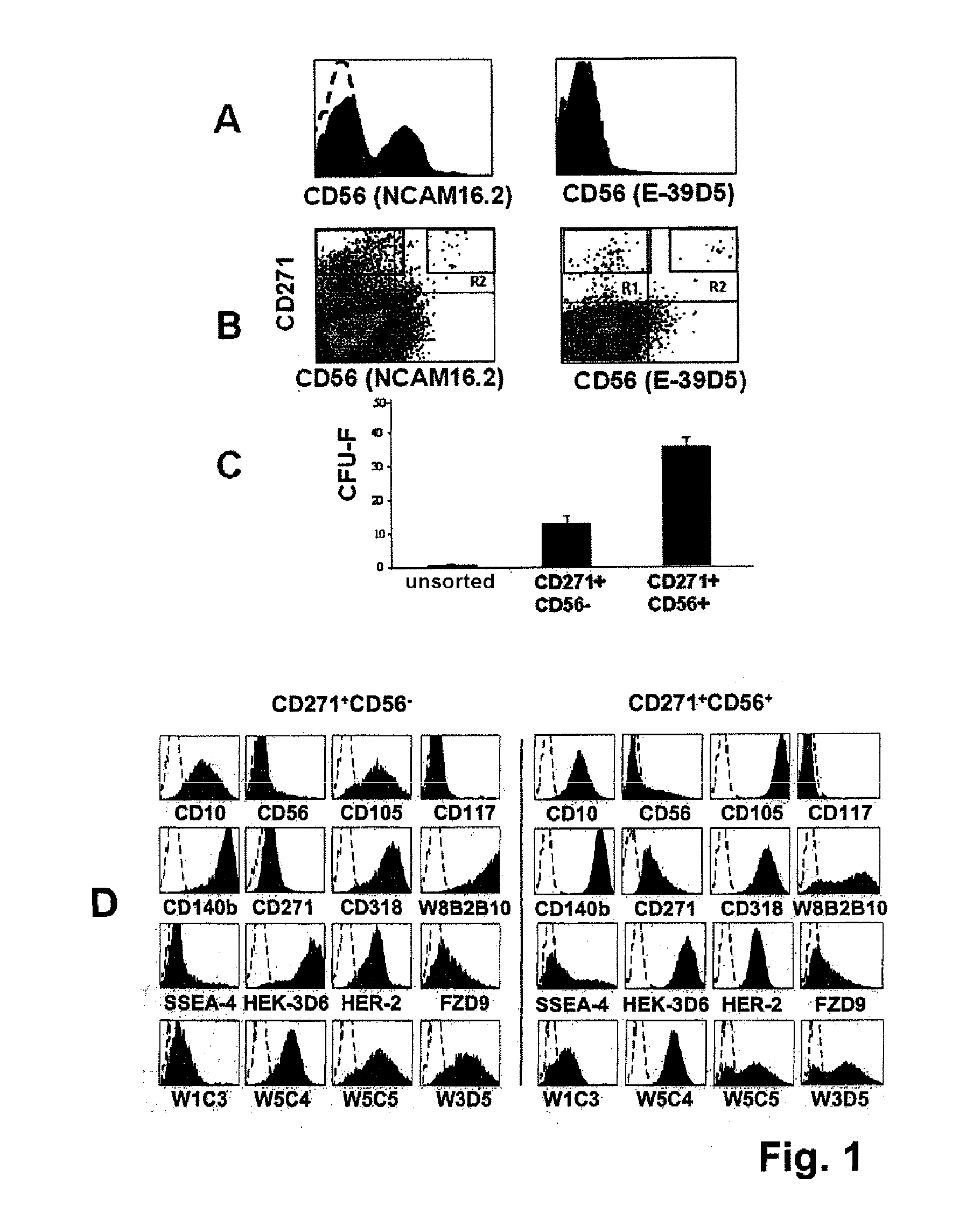 Isolation and/or identification of stem cells having adipocytic, chondrocytic and pancreatic differentiation potential